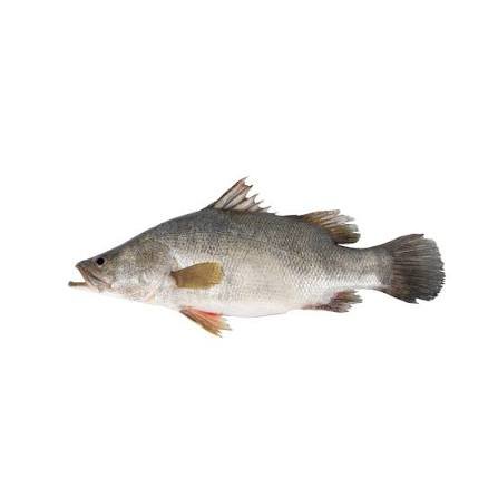 لوت